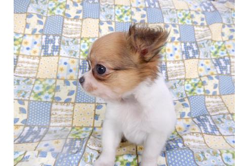 成約済の千葉県のチワワ(ロングコート)-98488の10枚目